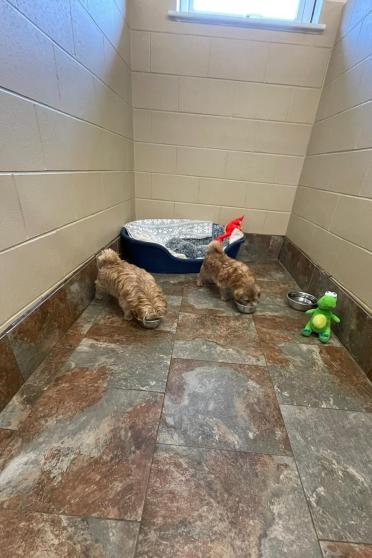 Dogs in kennel