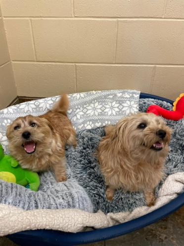 Dogs in basket