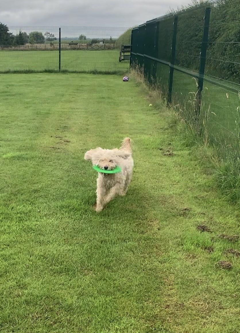 Gallery Abbotsway Kennels