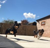 Dogs running