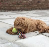 Dog with tennis ball