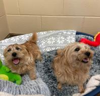 Two dogs in a basket