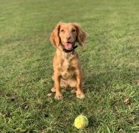 beige dog